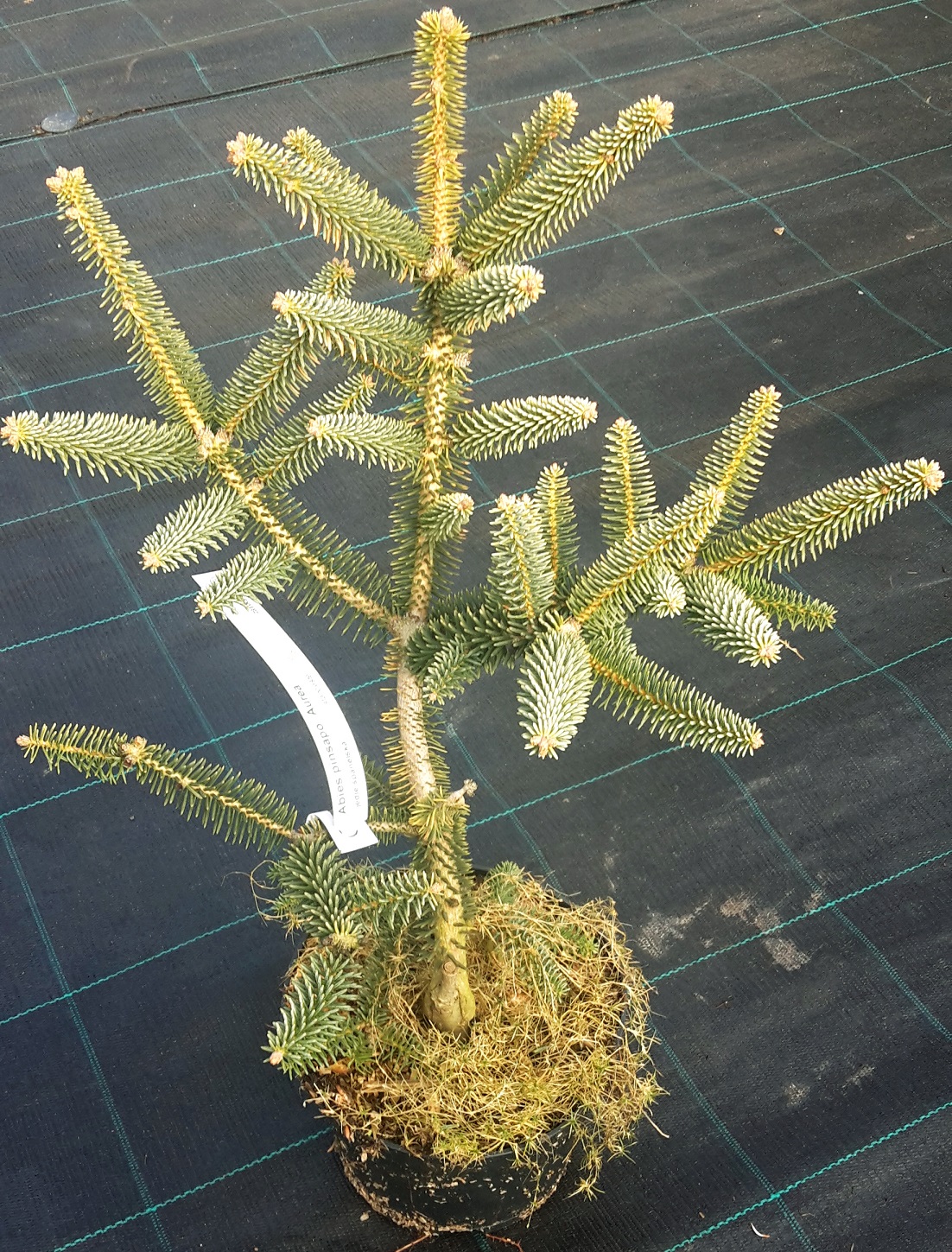 Jedla španielska (Abies pinsapo ´Aurea´) veľkosť 45-55cm - Mrazuvzdorné