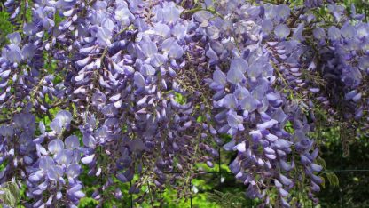 Vistéria čínska (Wisteria sinensis)