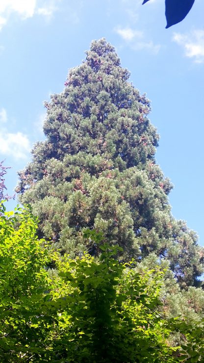 Sekvoja obrovská/ Sekvojovec mamutí (sequoiadendron giganteum) 30ks semien