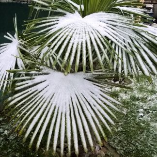 Zimná ochrana rastlín