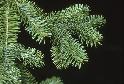 Jedľa balzamová (Abies balsamea) 30ks semien