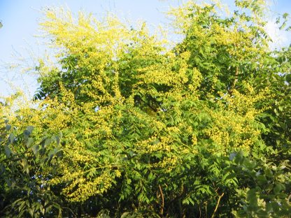 Jaseňovec metlinatý (Koelreuteria paniculata) 30ks semien