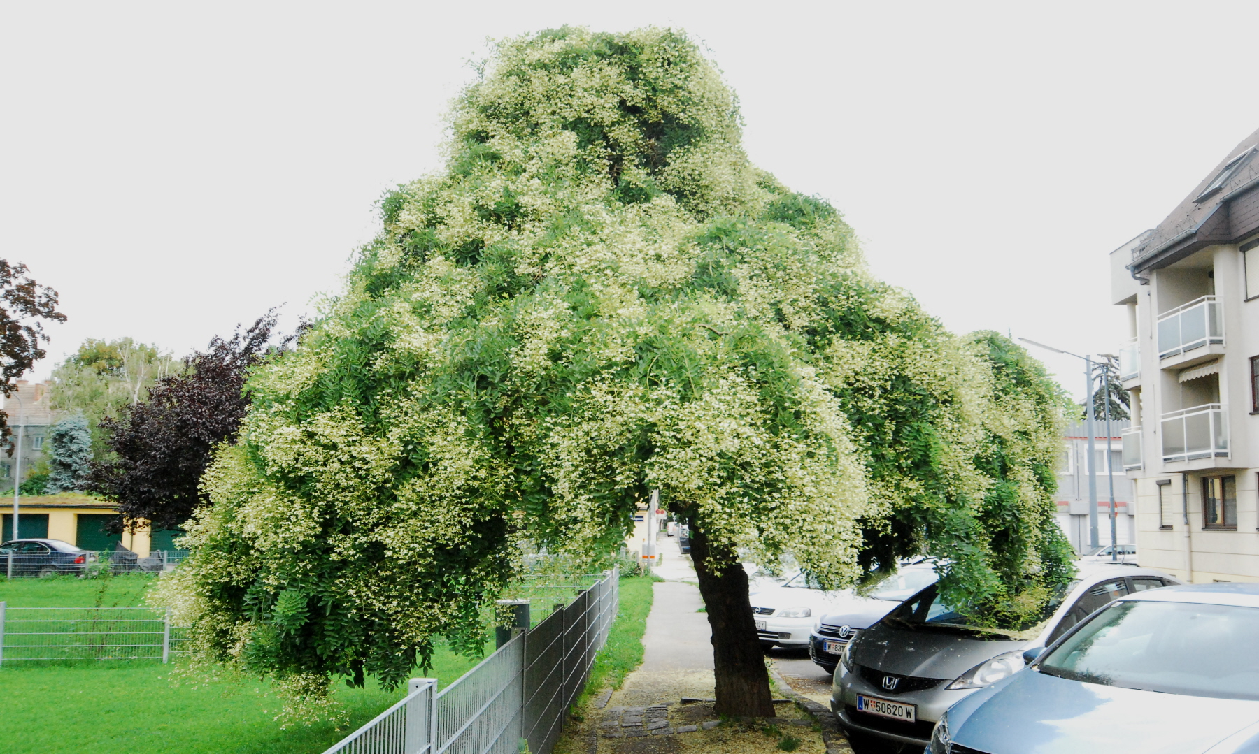 Sofora japonská (Sophora japonica) 30ks semien - Mrazuvzdorné palmy.sk