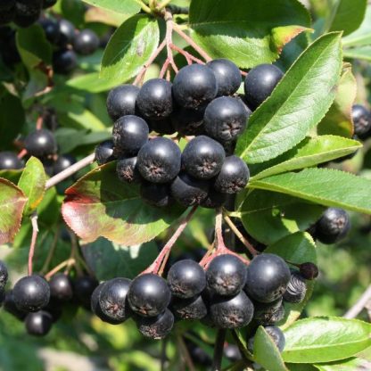 Arónia čiernoplodá (Aronia melanocarpa) 35ks semien