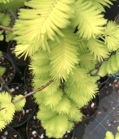 Metasequoia glyptostroboides ´Gold rush´