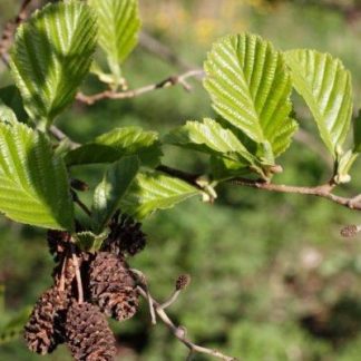 Jelša lepkavá (Alnus glutinosa)