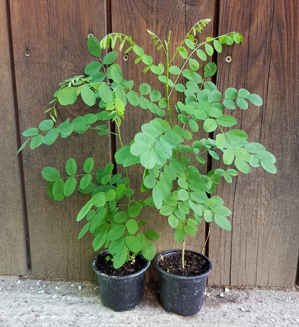 Sofora japonská (Sophora japonica) veľkosť 20-40cm - MrazuvzdornePalmy.sk