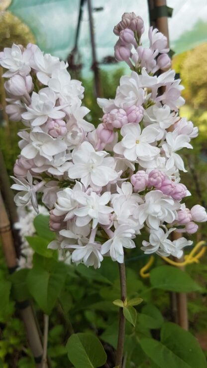 Syringa vulgaris ´Miss Ellen Willmott´