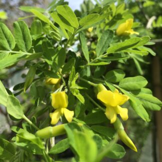 Caragana arborescens ´Pendula´