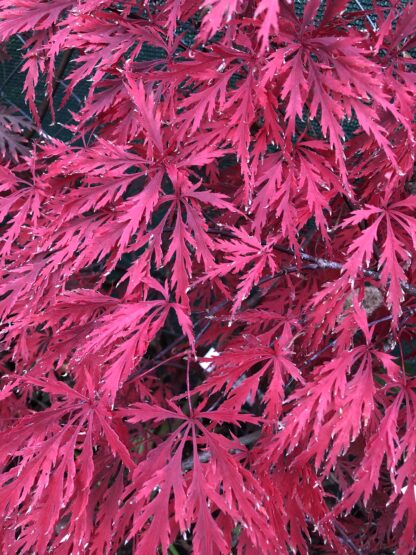 Acer palmatum ´Dissectum Garnet´