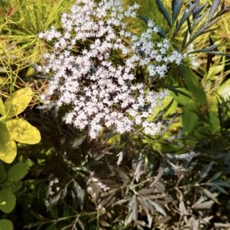 Baza čierna Sambucus nigra ´Black Lace´