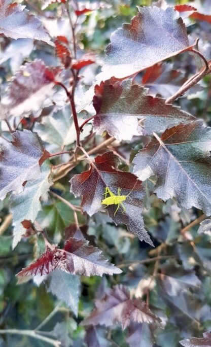 Betula pendula ´Royal Frost´