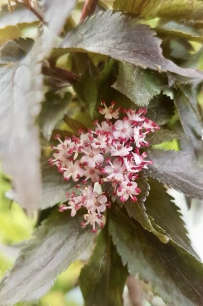 Baza čierna Sambucus nigra ´Black Tower´