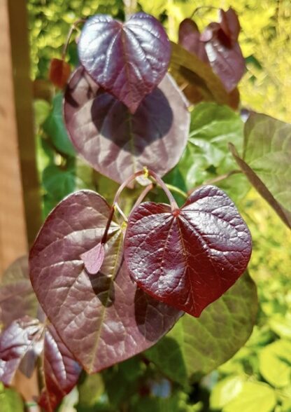 Judášovec kanadský Cercis canadensis ´Merlot´