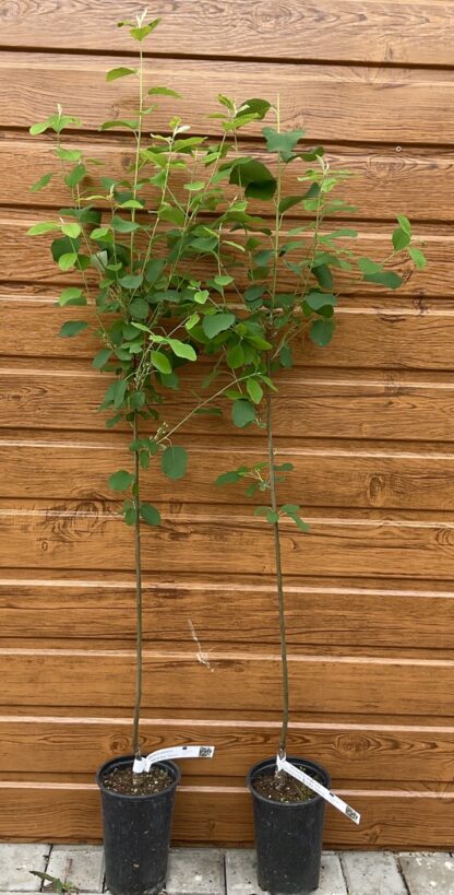 Amelanchier alnifolia ´Obelisk´