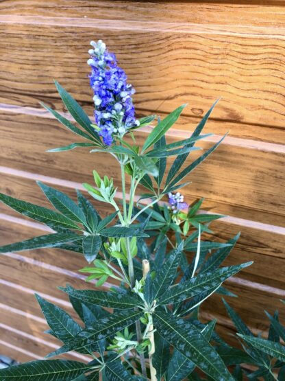 Vitex jahňací - liečivý Vitex agnus castus