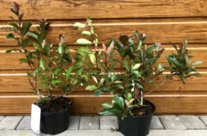 Červienka Fraserova Photinia fraseri ´Little Red Robin´