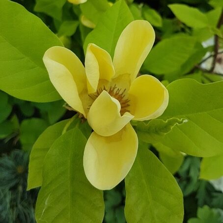 Magnolia ´Yellow Bird´