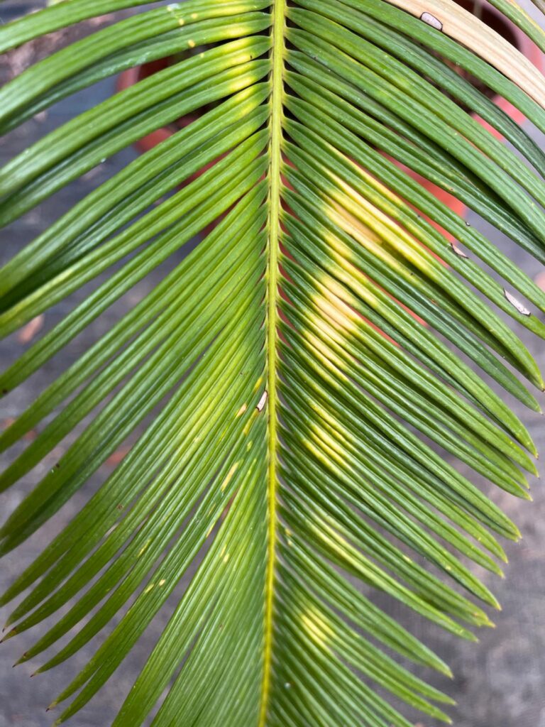 Cykas japonský (Cycas revoluta)