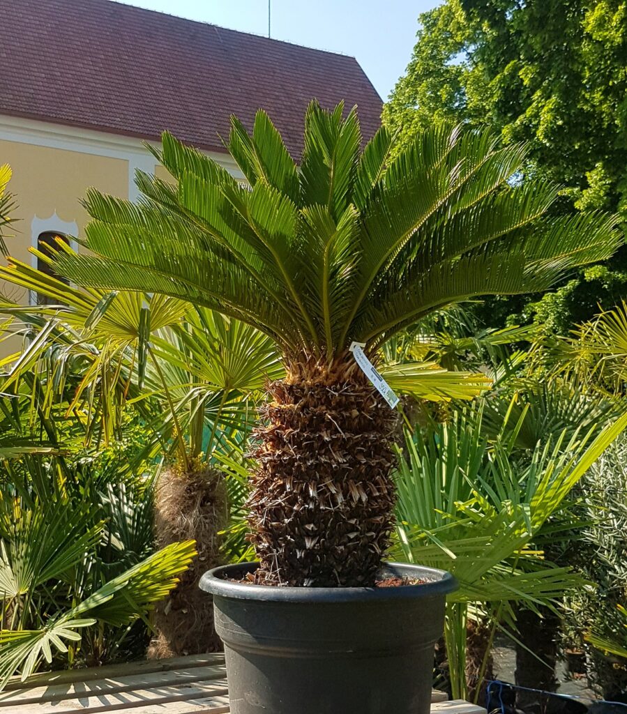 Cykas japonský (Cycas revoluta)