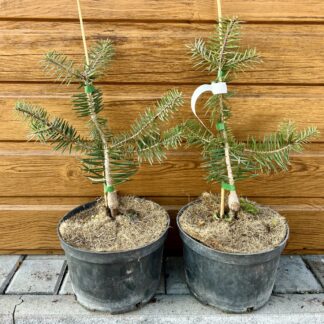 Jedľa kalifornská (Abies bracteata) veľkosť 30-40cm