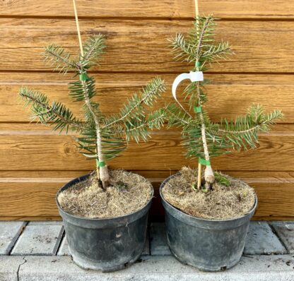 Jedľa kalifornská (Abies bracteata) veľkosť 30-40cm