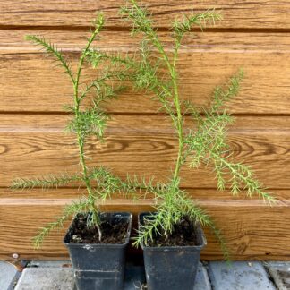 Kryptoméria japonská (Cryptomeria Japonica) – Japonský céder veľkosť 30-40cm